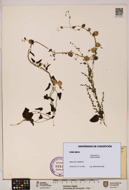Dioscorea sp. [Espécimen: ]
