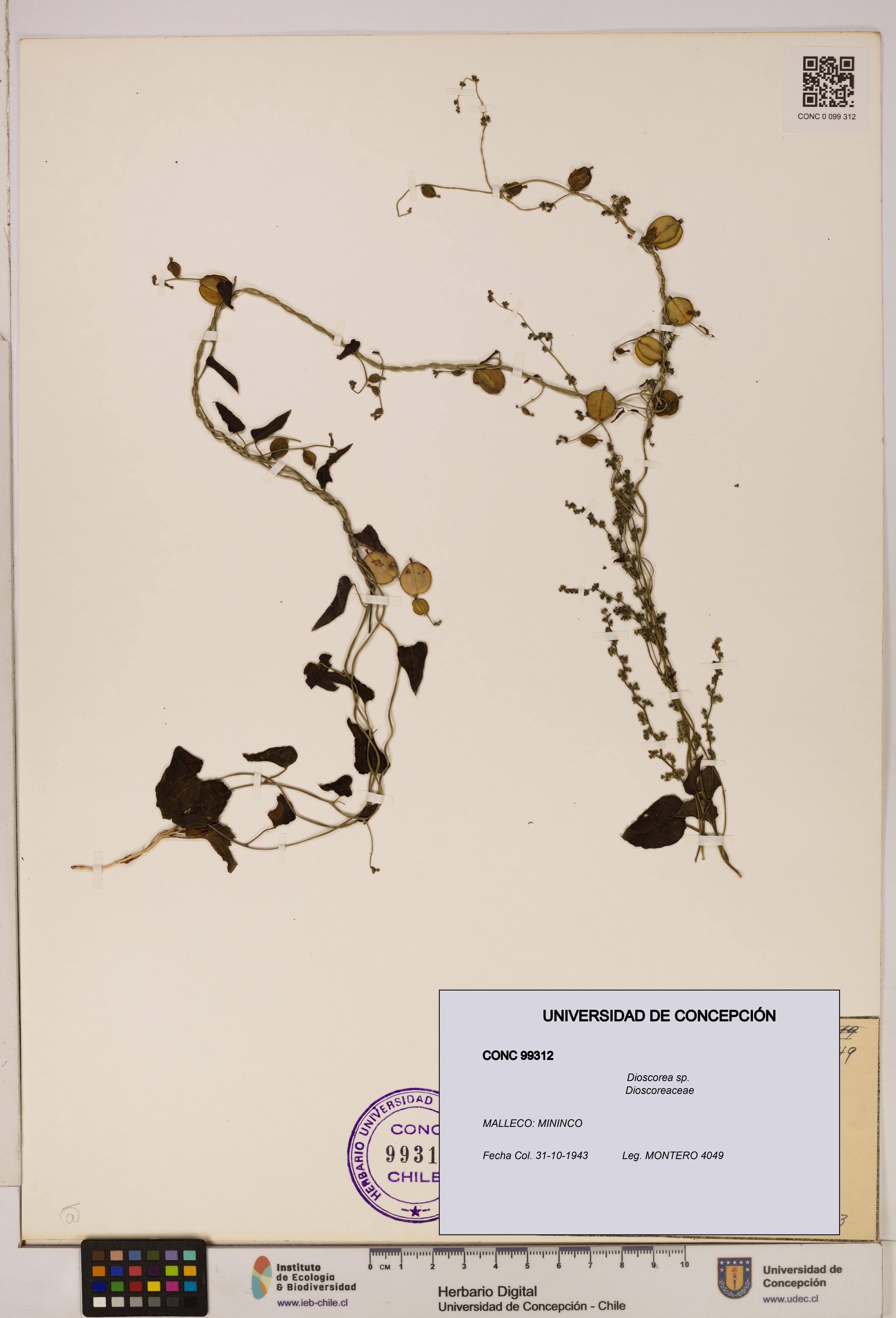 Dioscorea sp. [Espécimen: ]