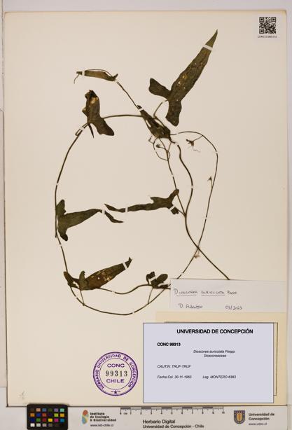 Dioscorea auriculata [Espécimen: ]