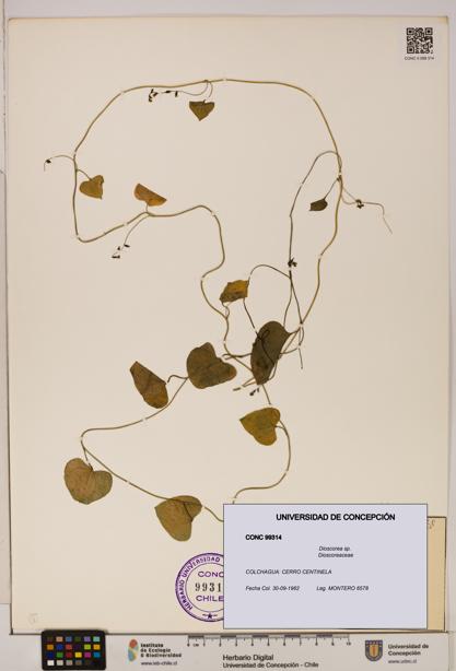 Dioscorea sp. [Espécimen: ]