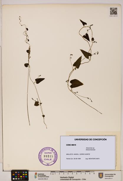 Dioscorea sp. [Espécimen: ]