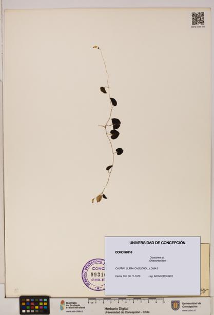 Dioscorea sp. [Espécimen: ]