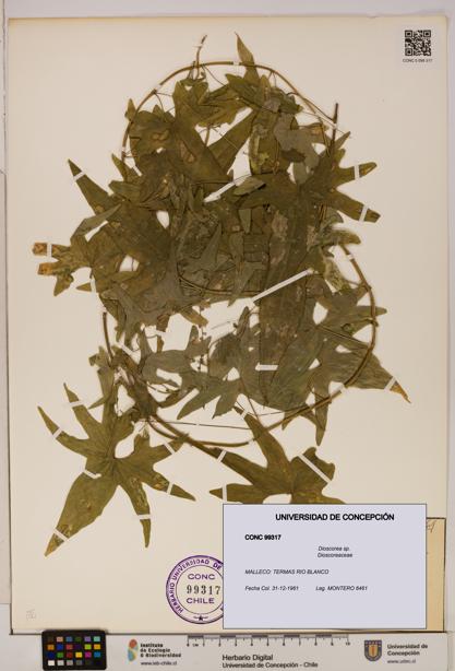 Dioscorea sp. [Espécimen: ]