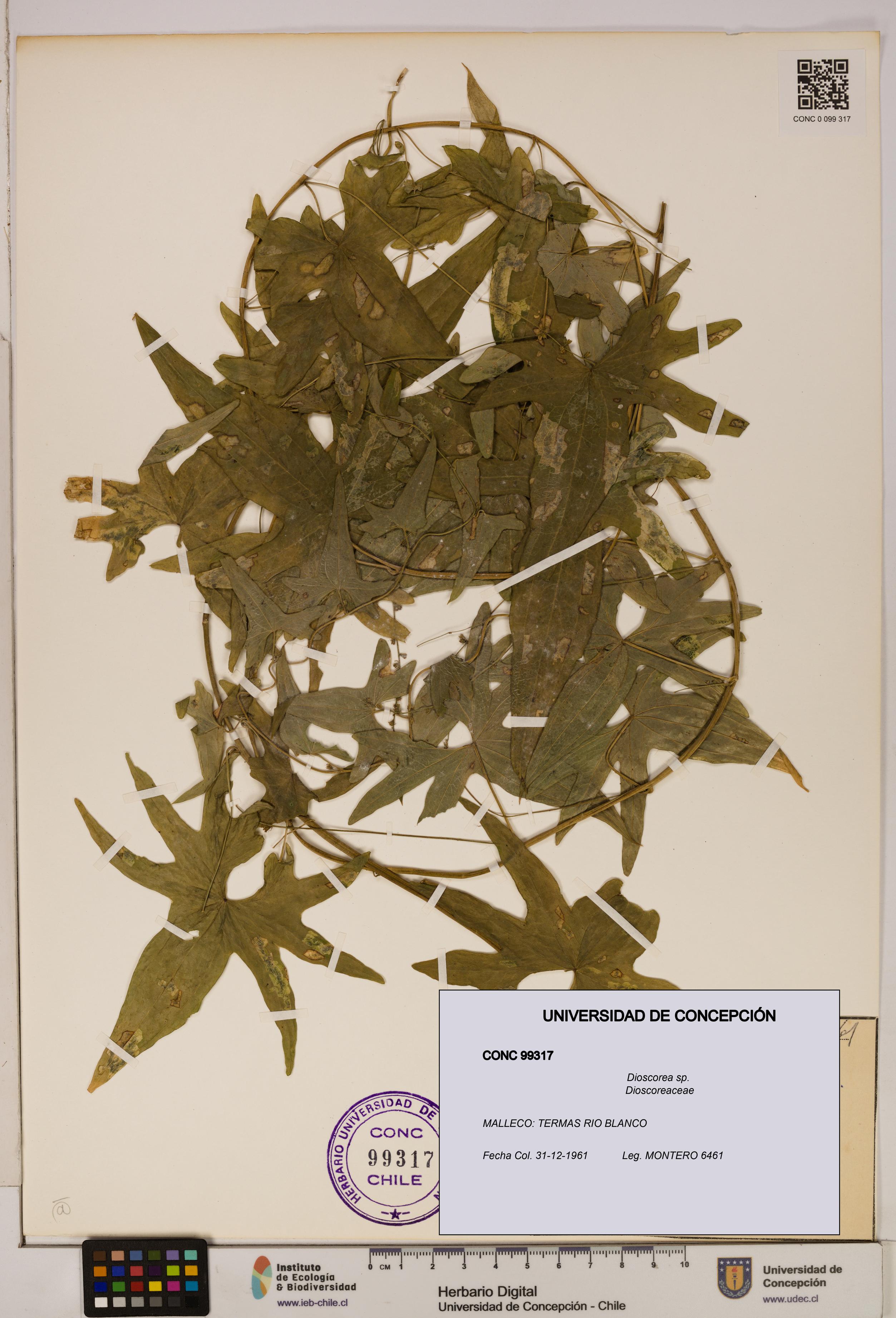 Dioscorea sp. [Espécimen: ]
