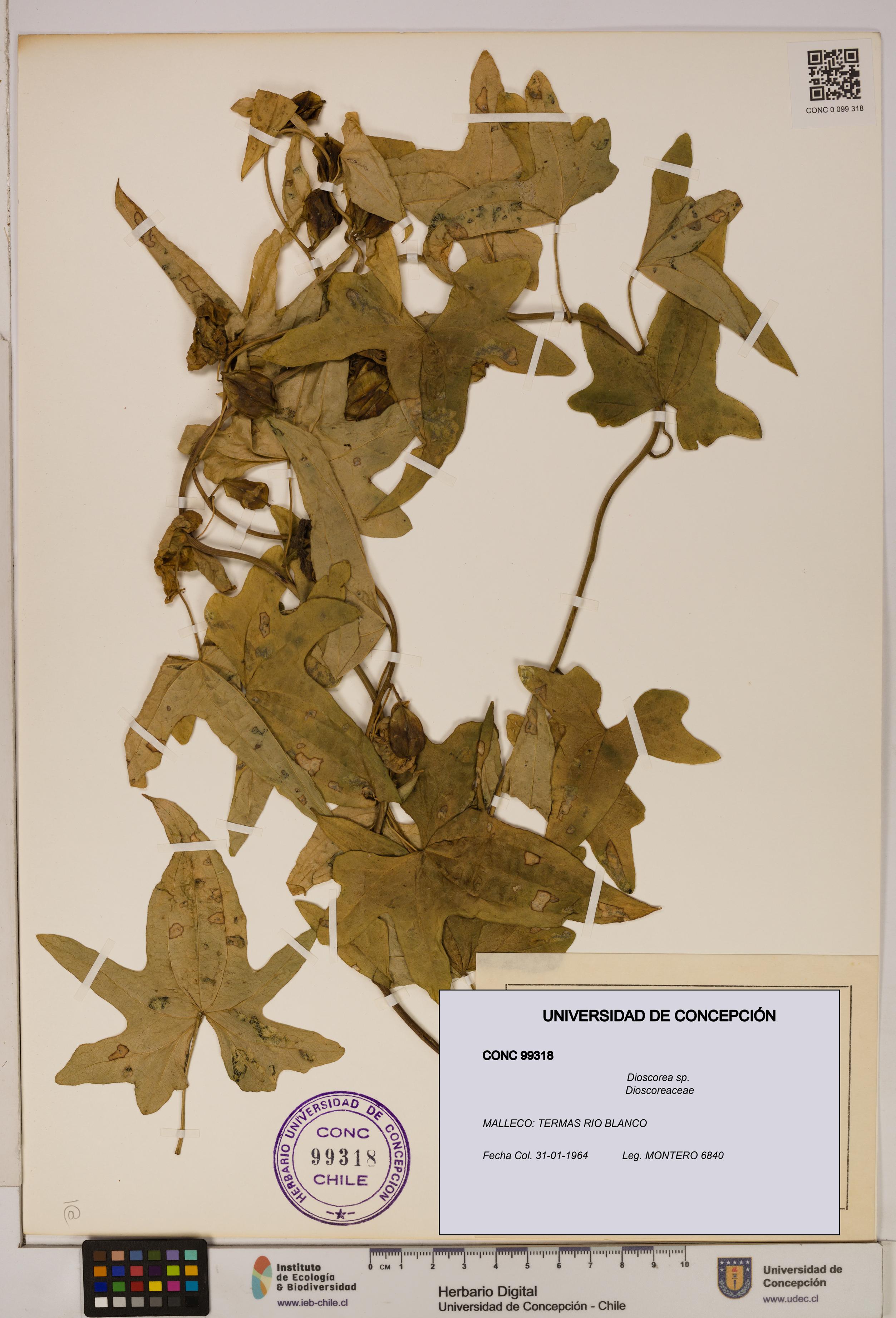 Dioscorea sp. [Espécimen: ]