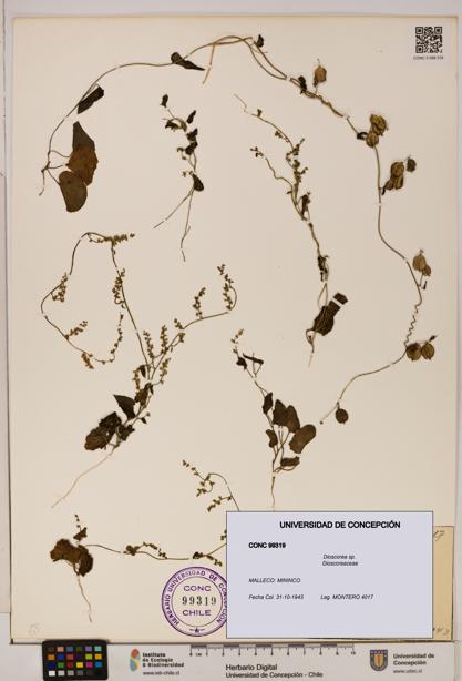 Dioscorea sp. [Espécimen: ]