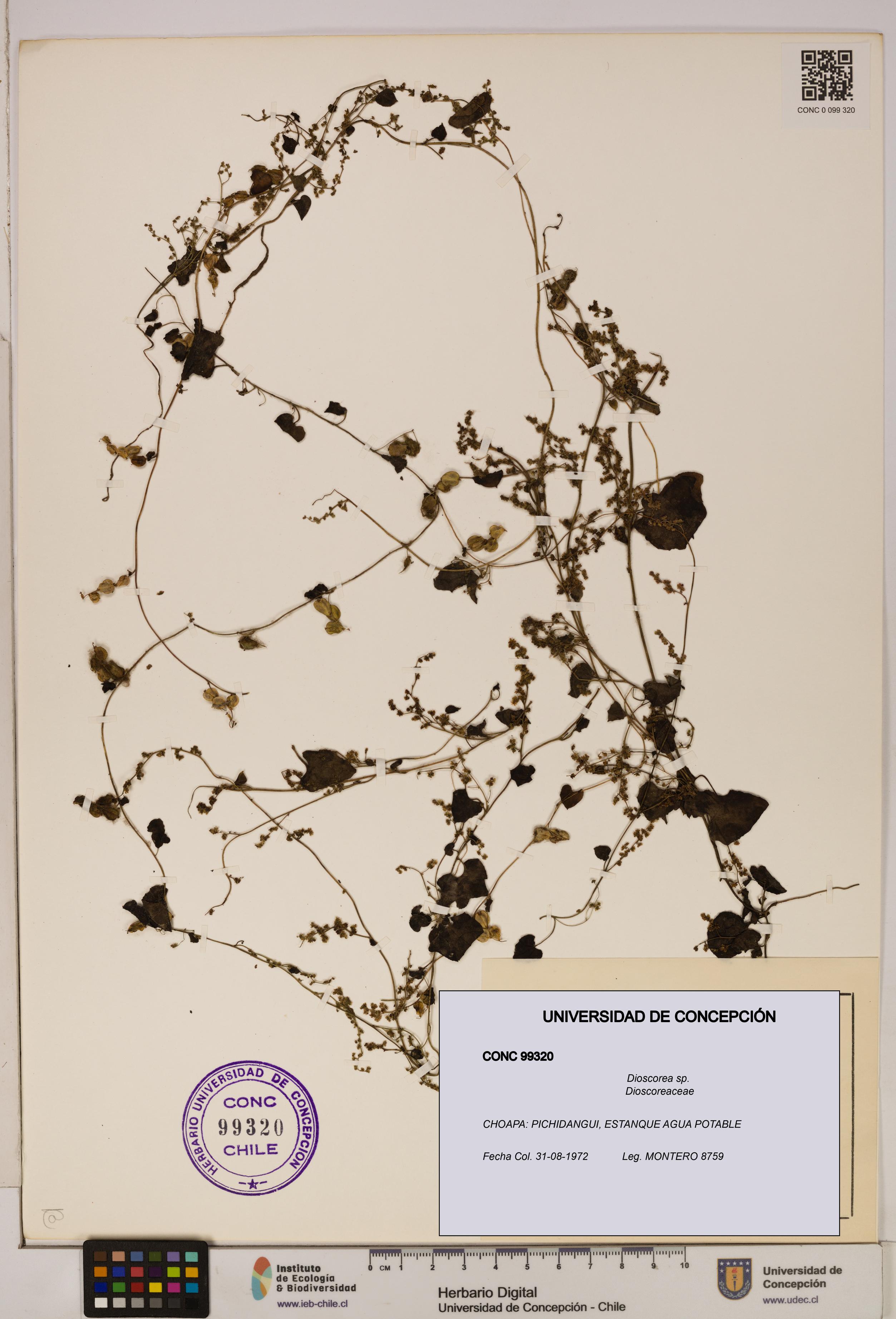 Dioscorea sp. [Espécimen: ]