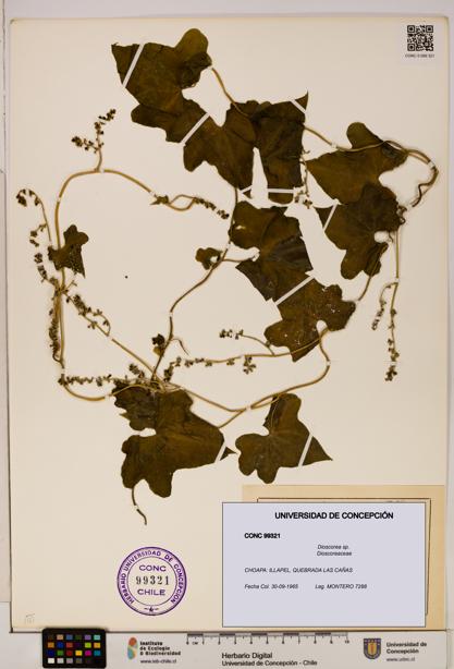 Dioscorea sp. [Espécimen: ]