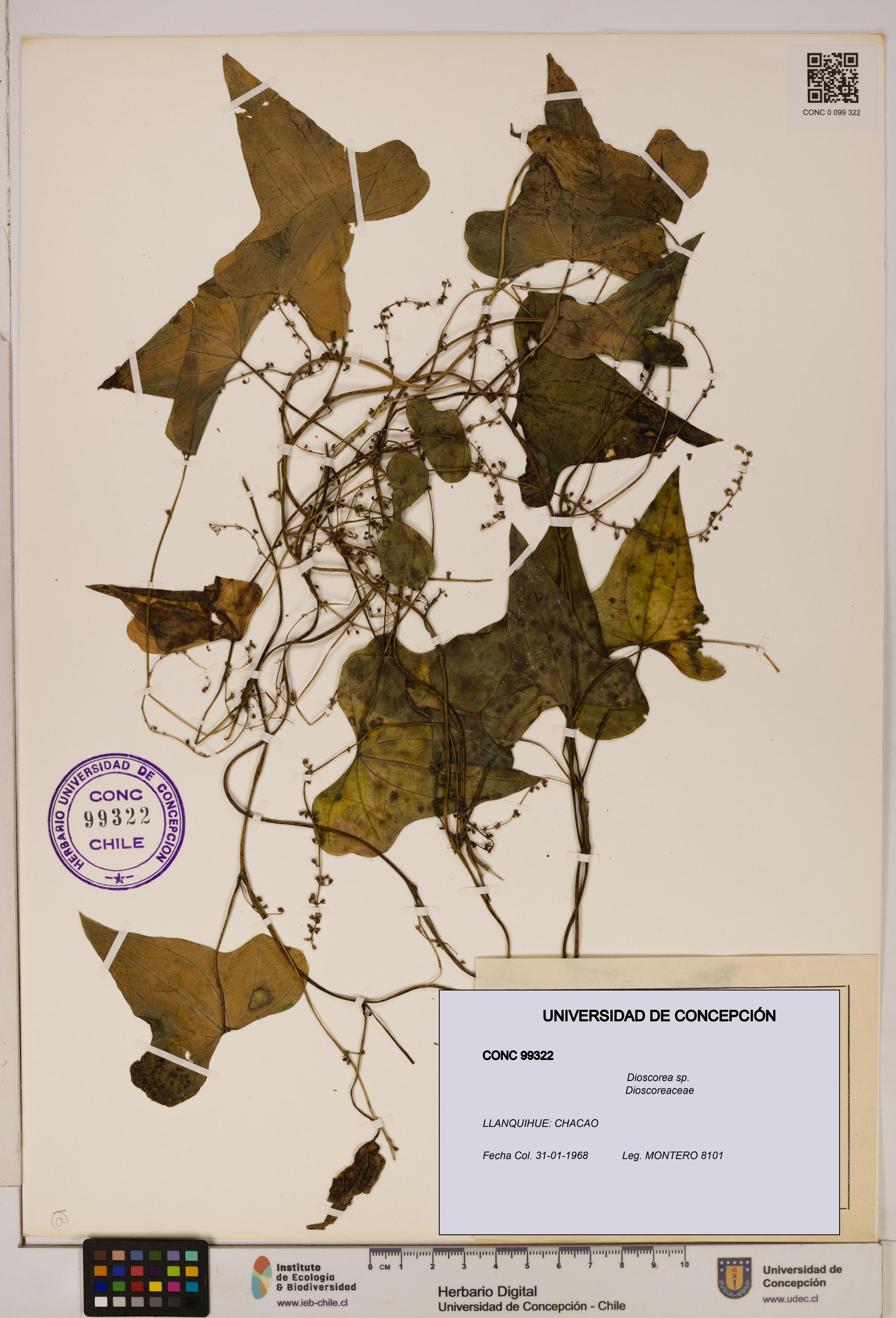 Dioscorea sp. [Espécimen: ]