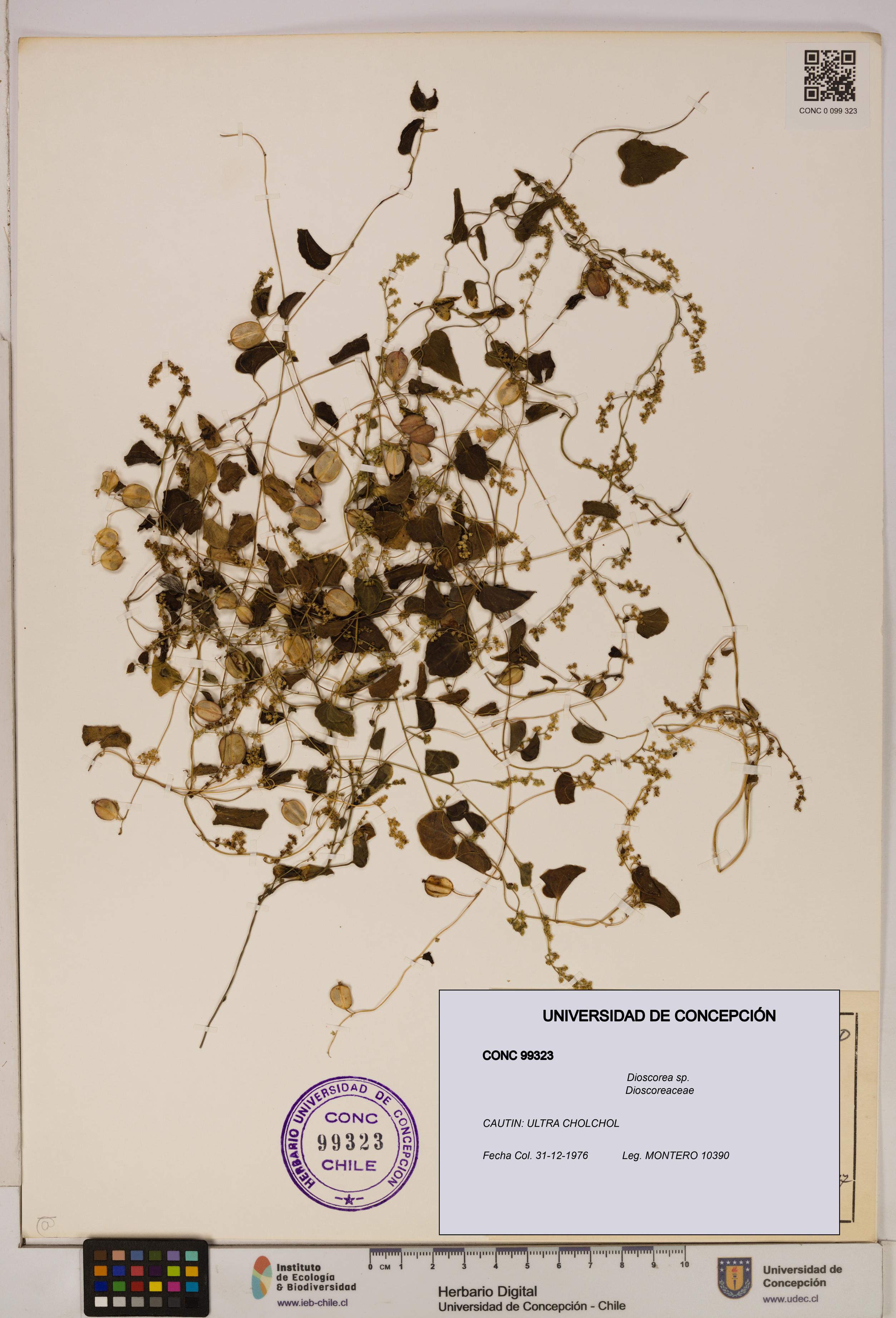 Dioscorea sp. [Espécimen: ]