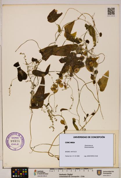 Dioscorea sp. [Espécimen: ]