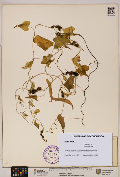 Dioscorea sp. [Espécimen: ]