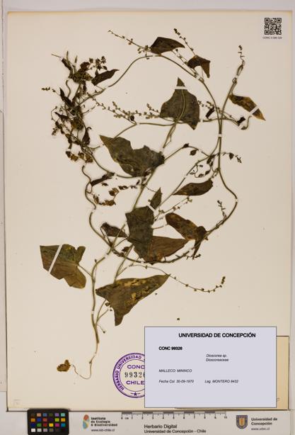 Dioscorea sp. [Espécimen: ]