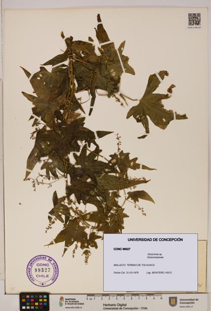 Dioscorea sp. [Espécimen: ]