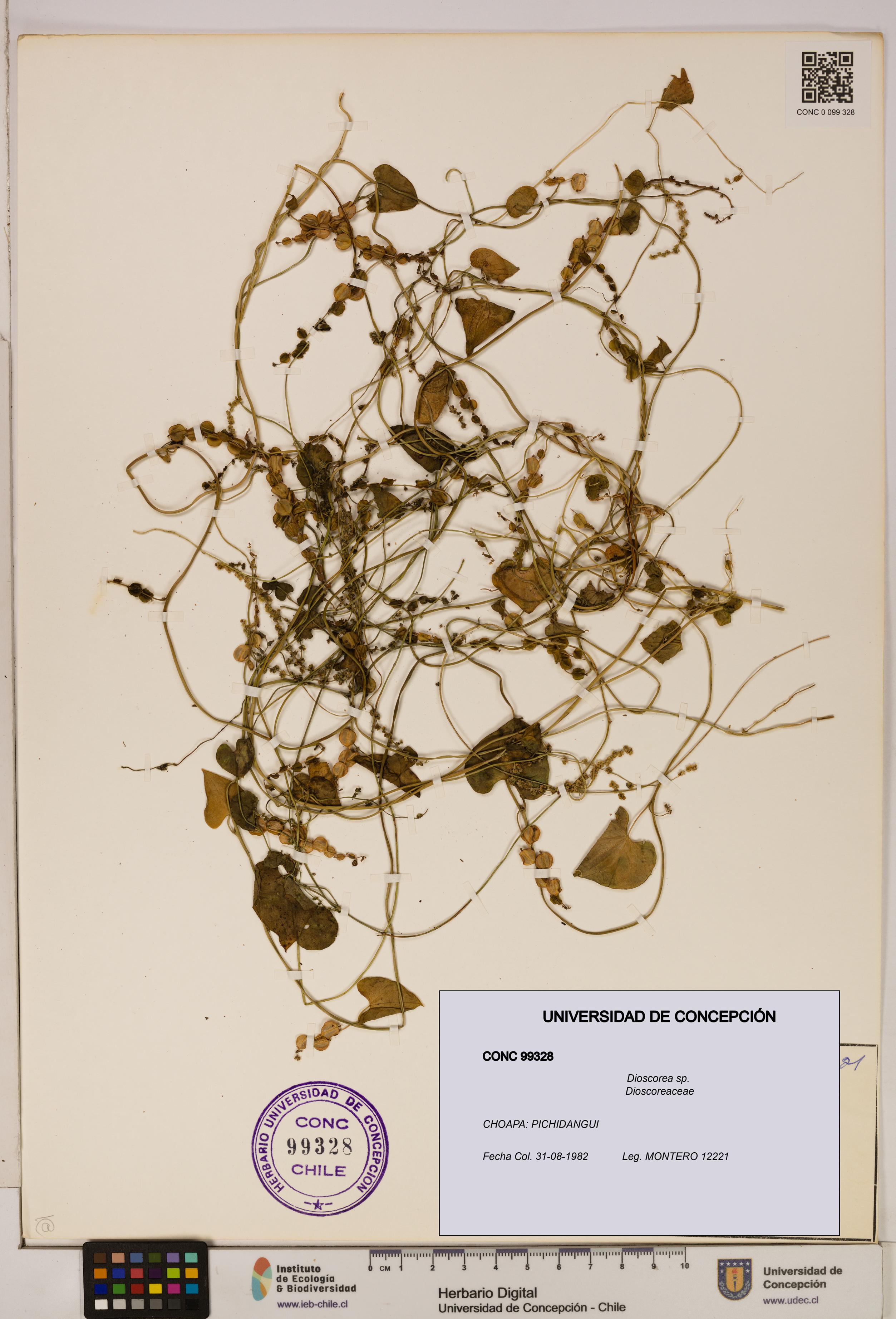 Dioscorea sp. [Espécimen: ]