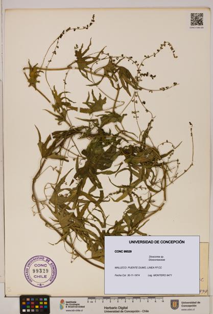 Dioscorea sp. [Espécimen: ]