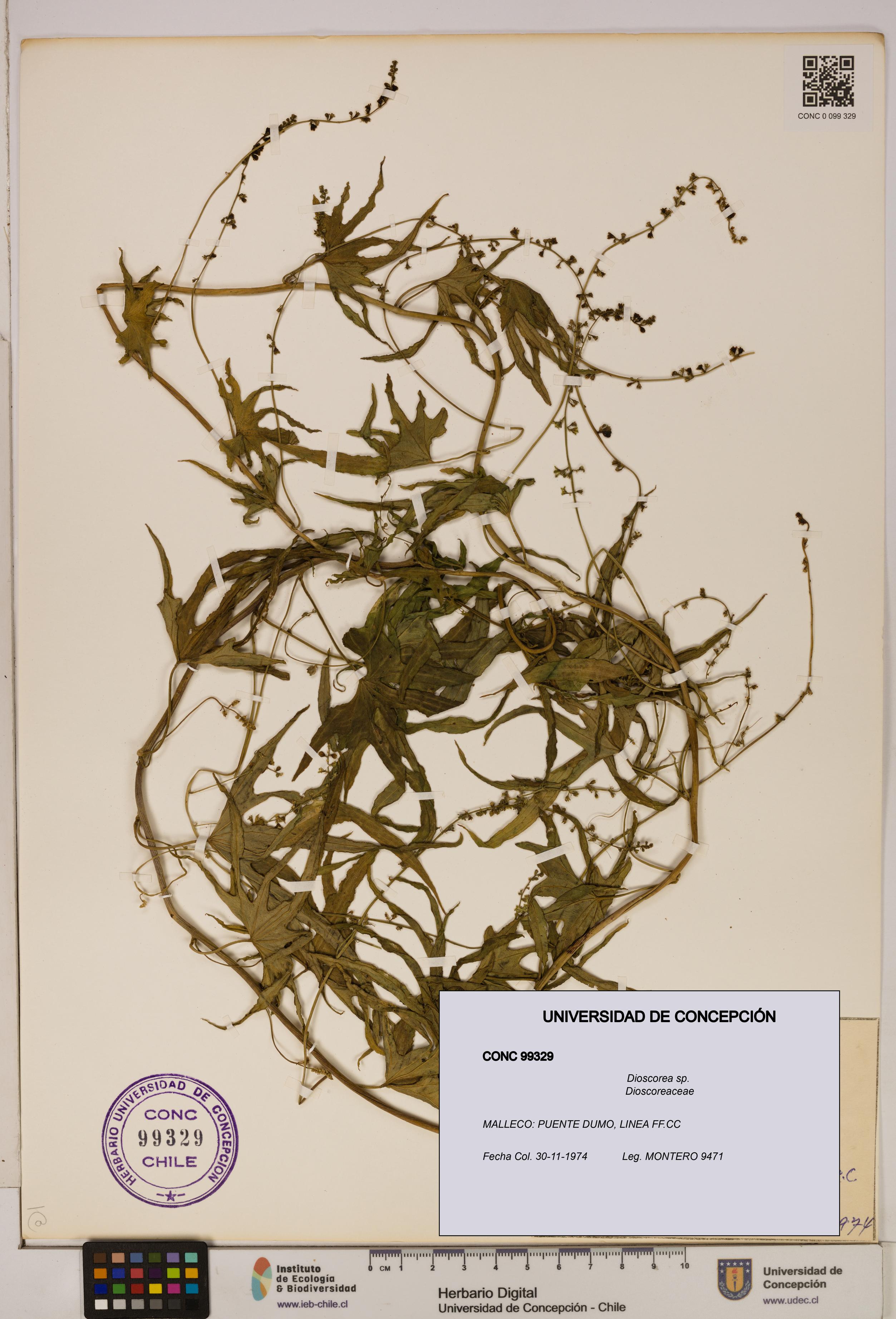 Dioscorea sp. [Espécimen: ]