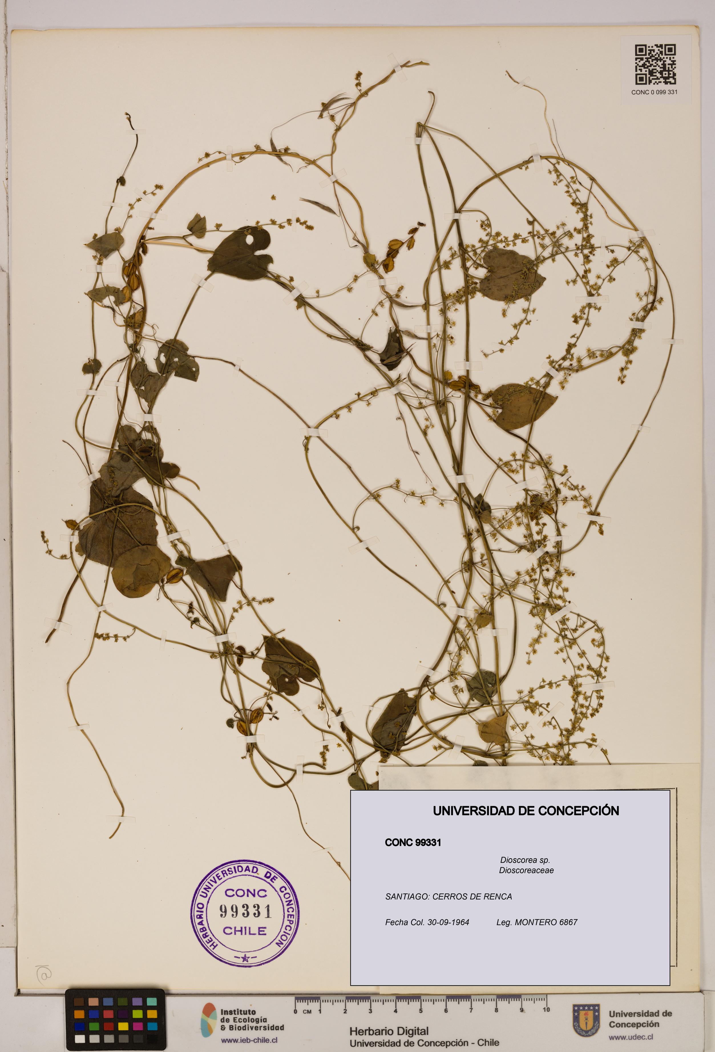 Dioscorea sp. [Espécimen: ]