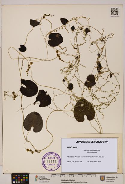 Dioscorea humifusa [Espécimen: ]