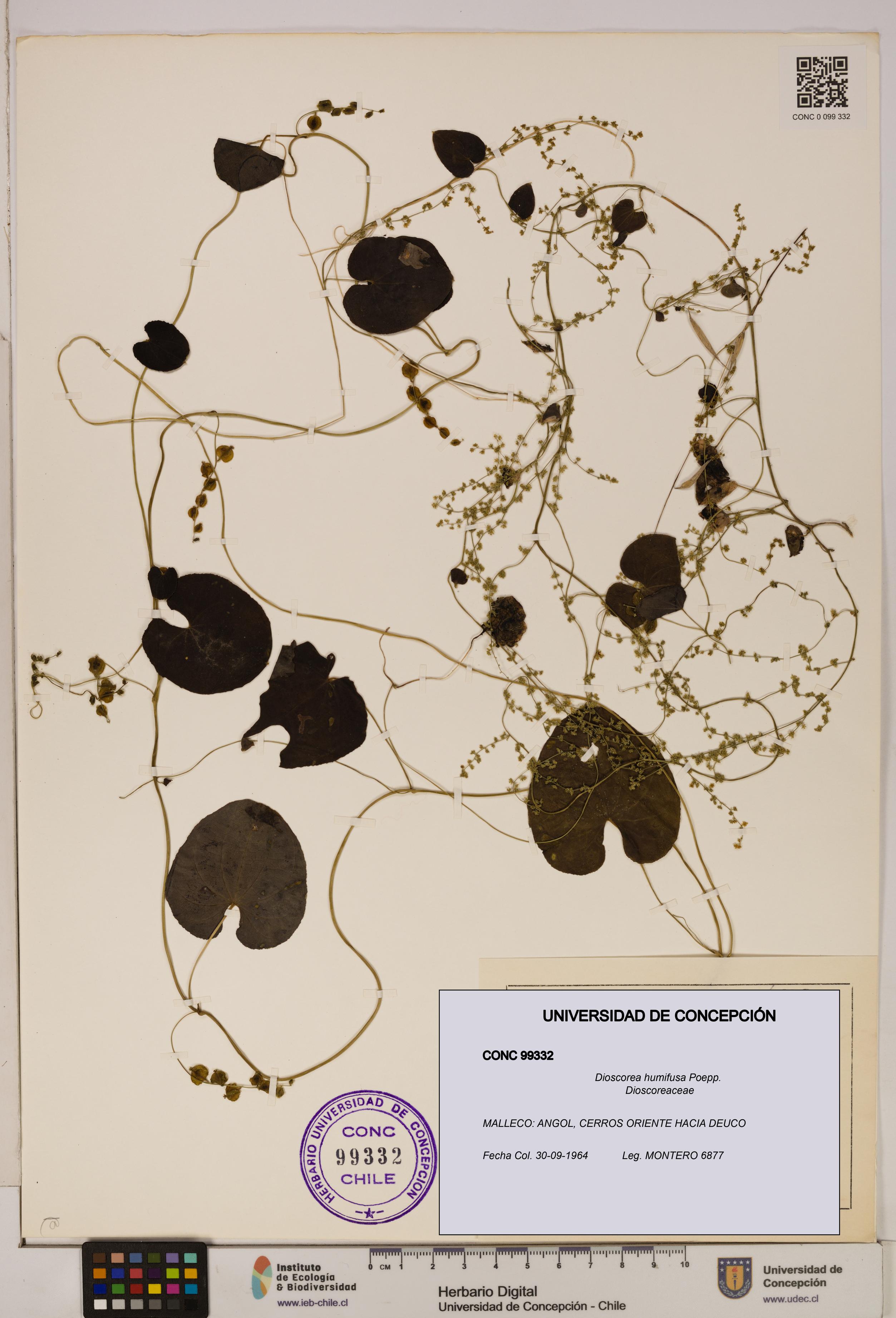 Dioscorea humifusa [Espécimen: ]