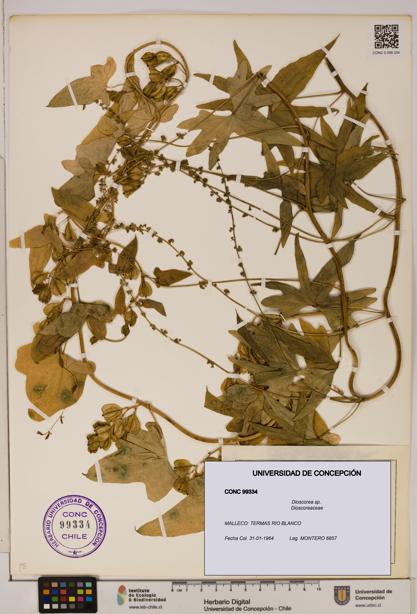 Dioscorea sp. [Espécimen: ]