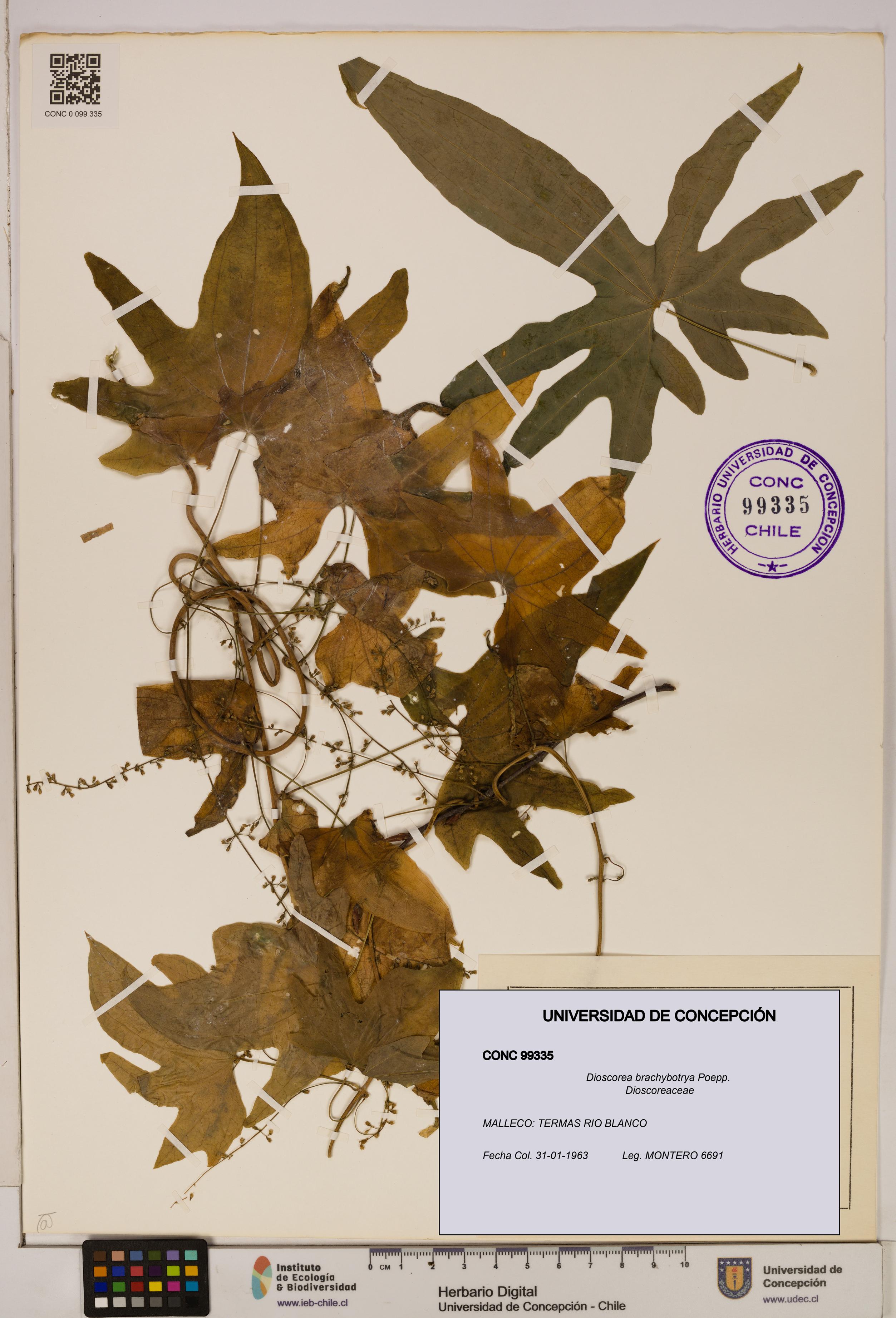 Dioscorea brachybotrya [Espécimen: ]