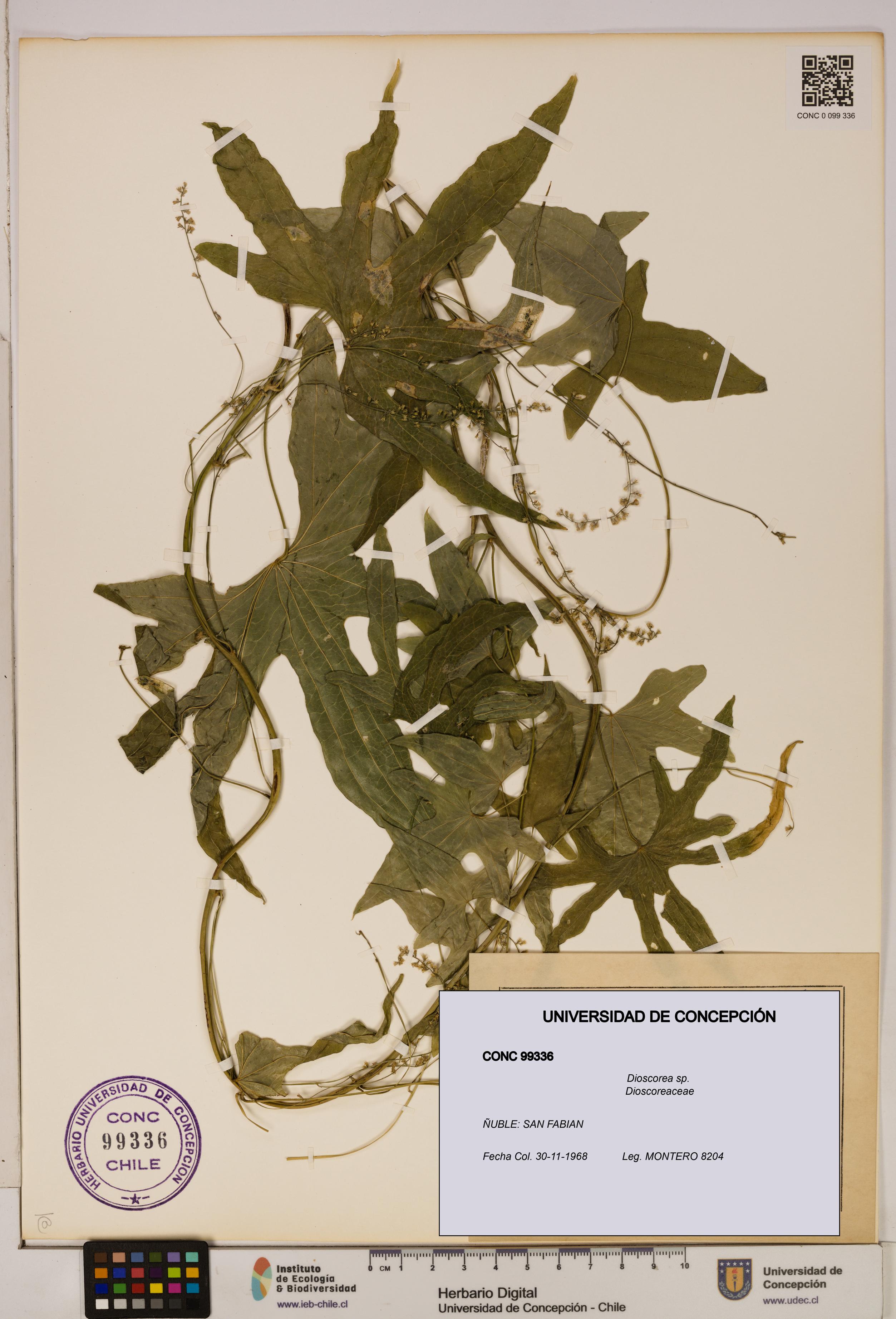 Dioscorea sp. [Espécimen: ]