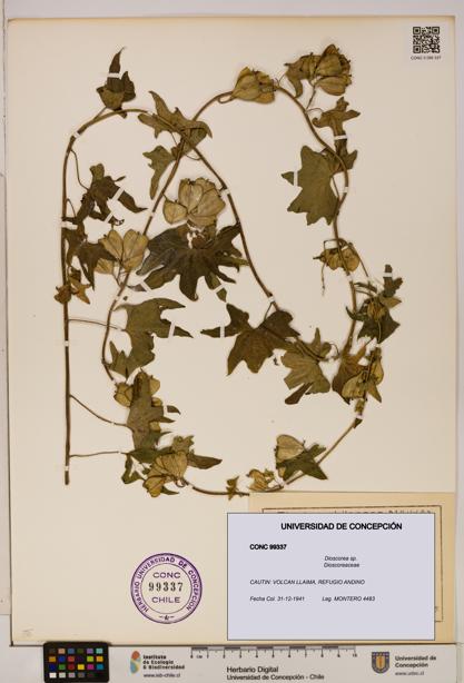 Dioscorea sp. [Espécimen: ]