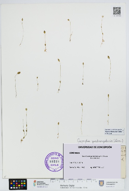 Cicendia quadrangularis [Espécimen: UDEC:CONC:0099338]