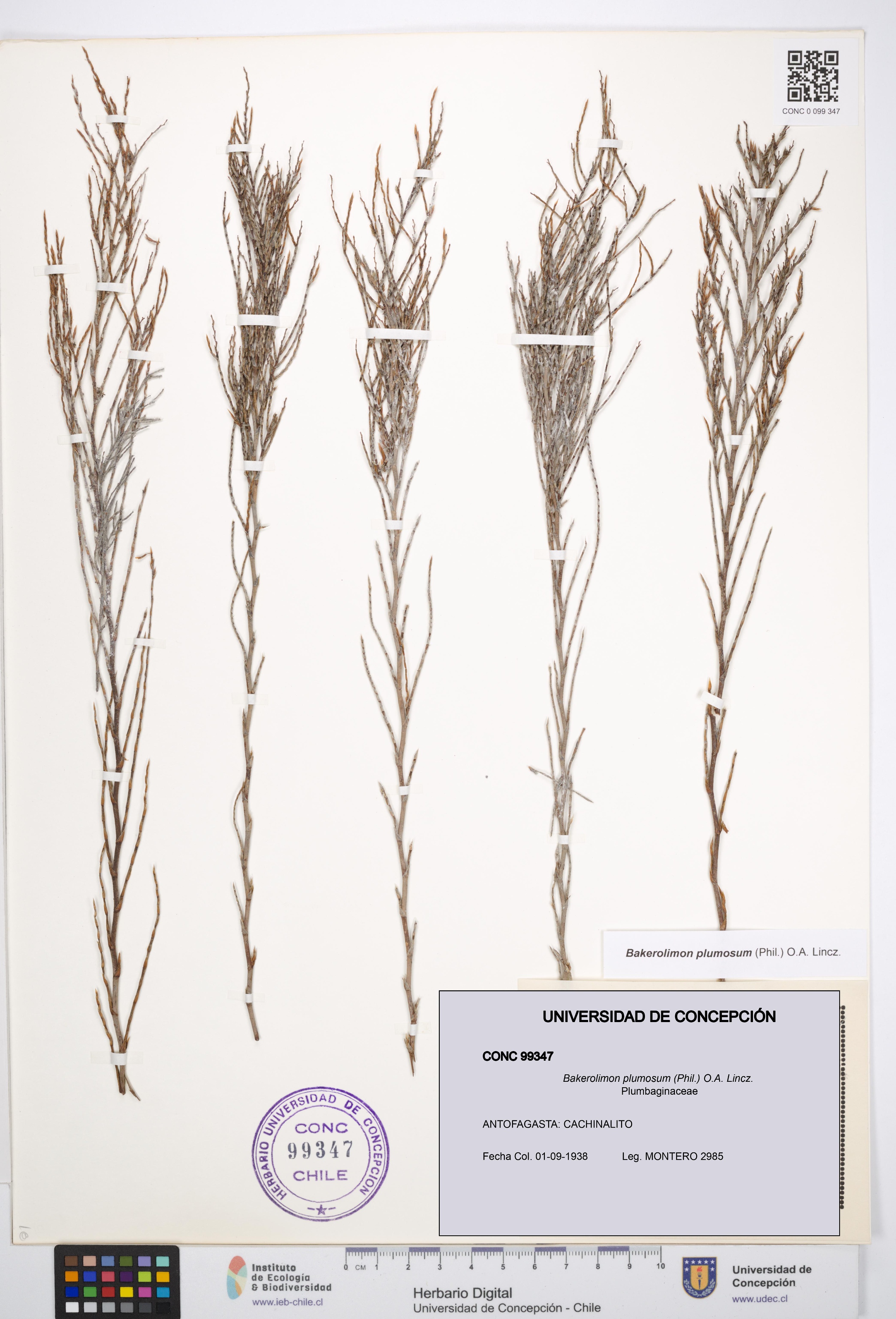 Bakerolimon plumosum [Espécimen: UDEC:CONC:0099347]