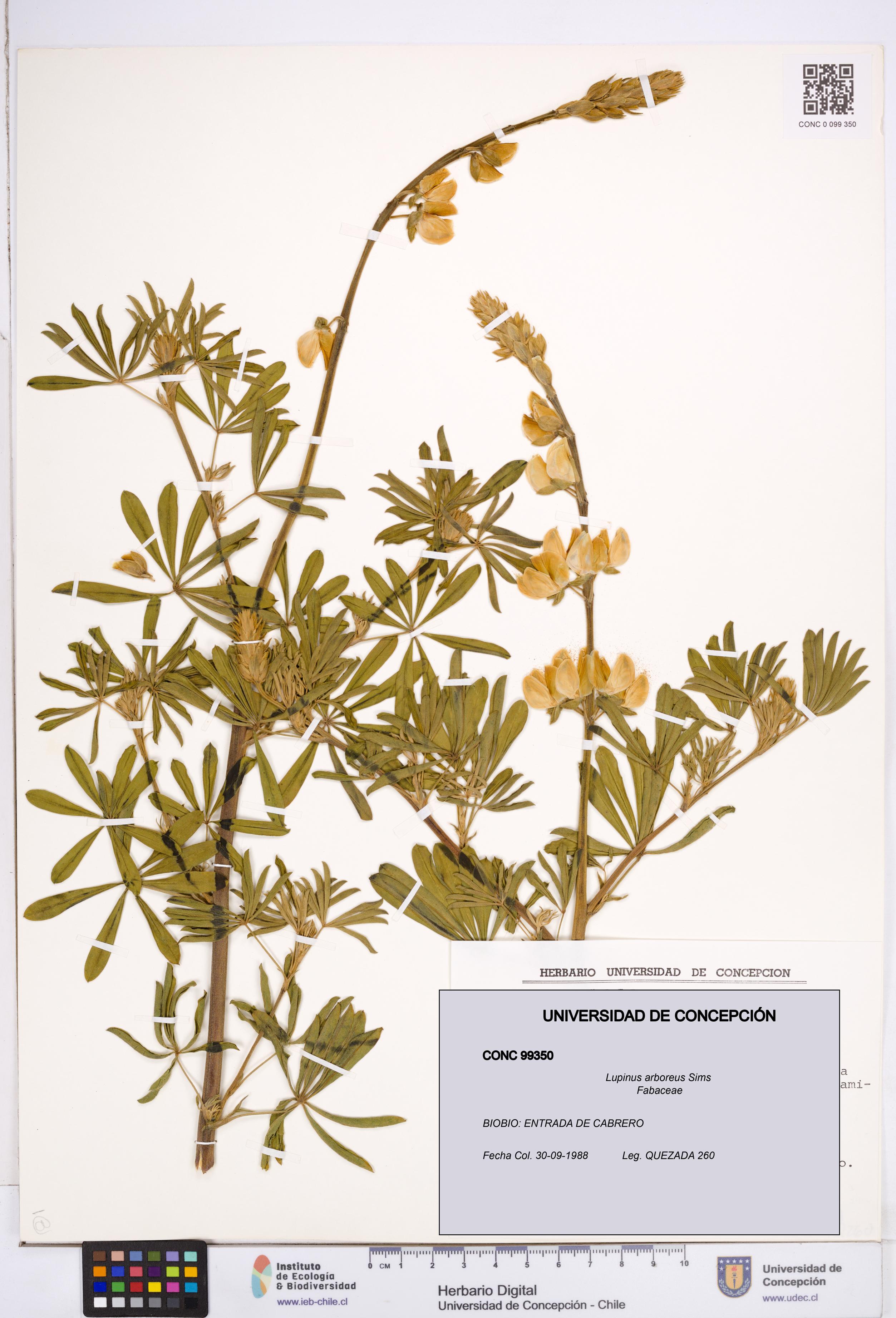 Lupinus arboreus [Espécimen: ]