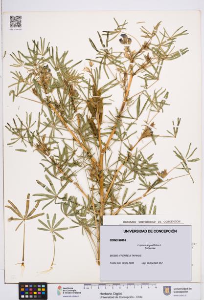 Lupinus angustifolius [Espécimen: ]