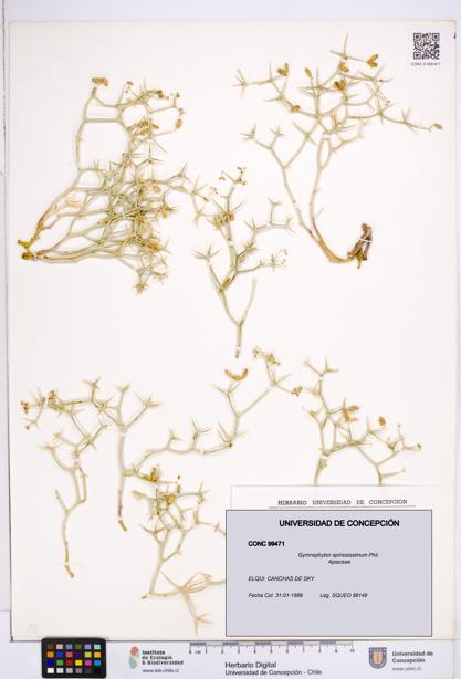 Gymnophyton spinosissimum [Espécimen: ]