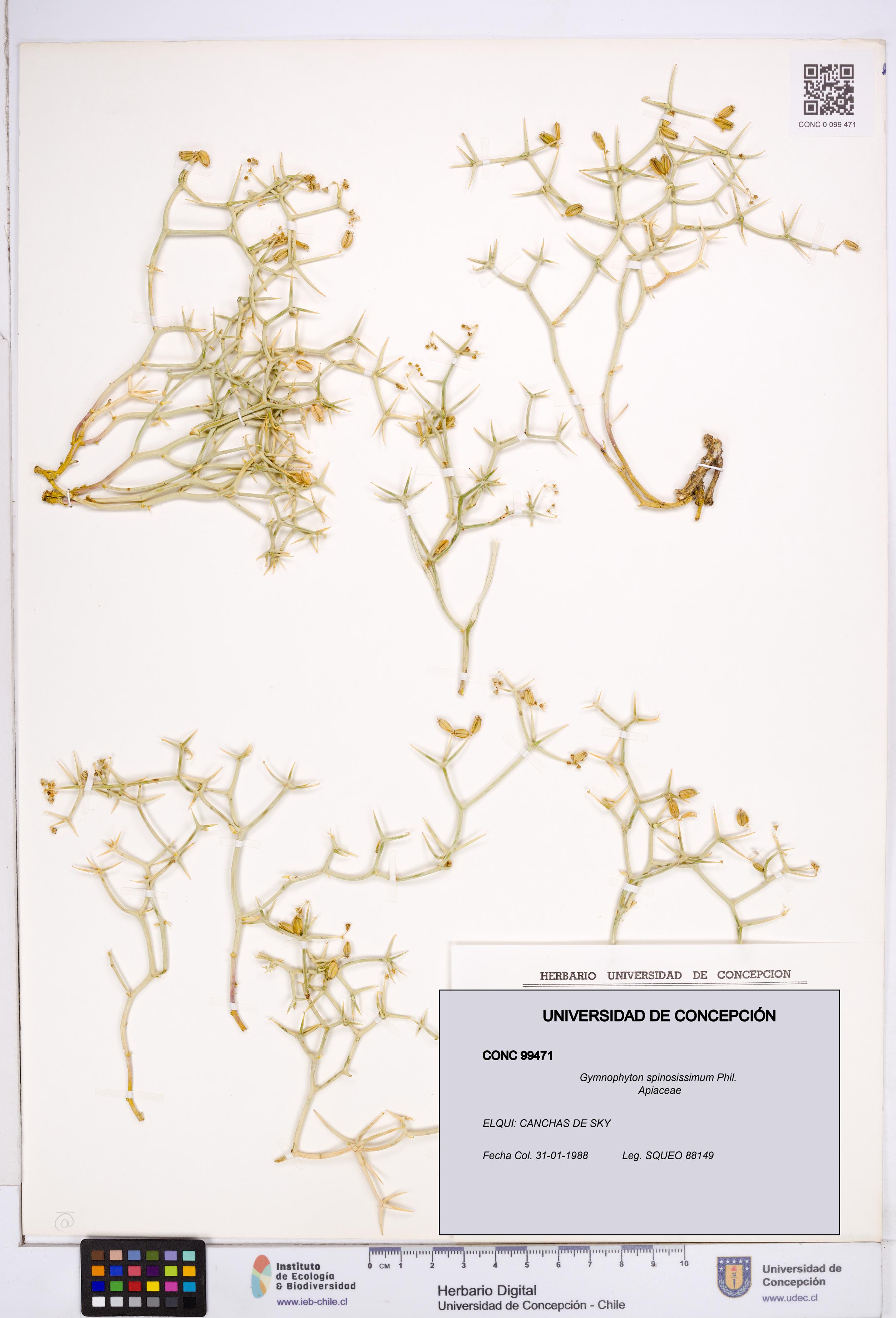 Gymnophyton spinosissimum [Espécimen: ]