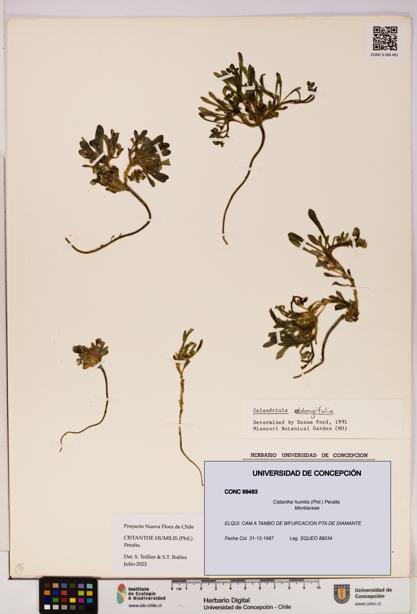 Cistanthe humilis [Espécimen: UDEC:CONC:0099483]