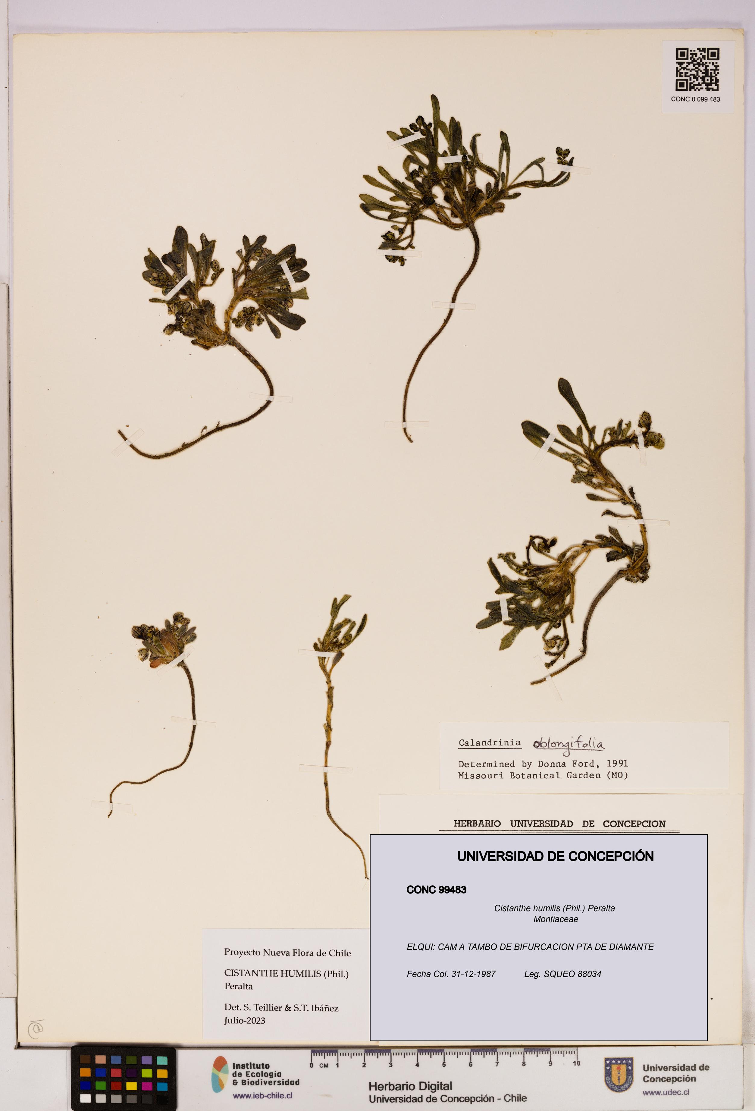 Cistanthe humilis [Espécimen: UDEC:CONC:0099483]