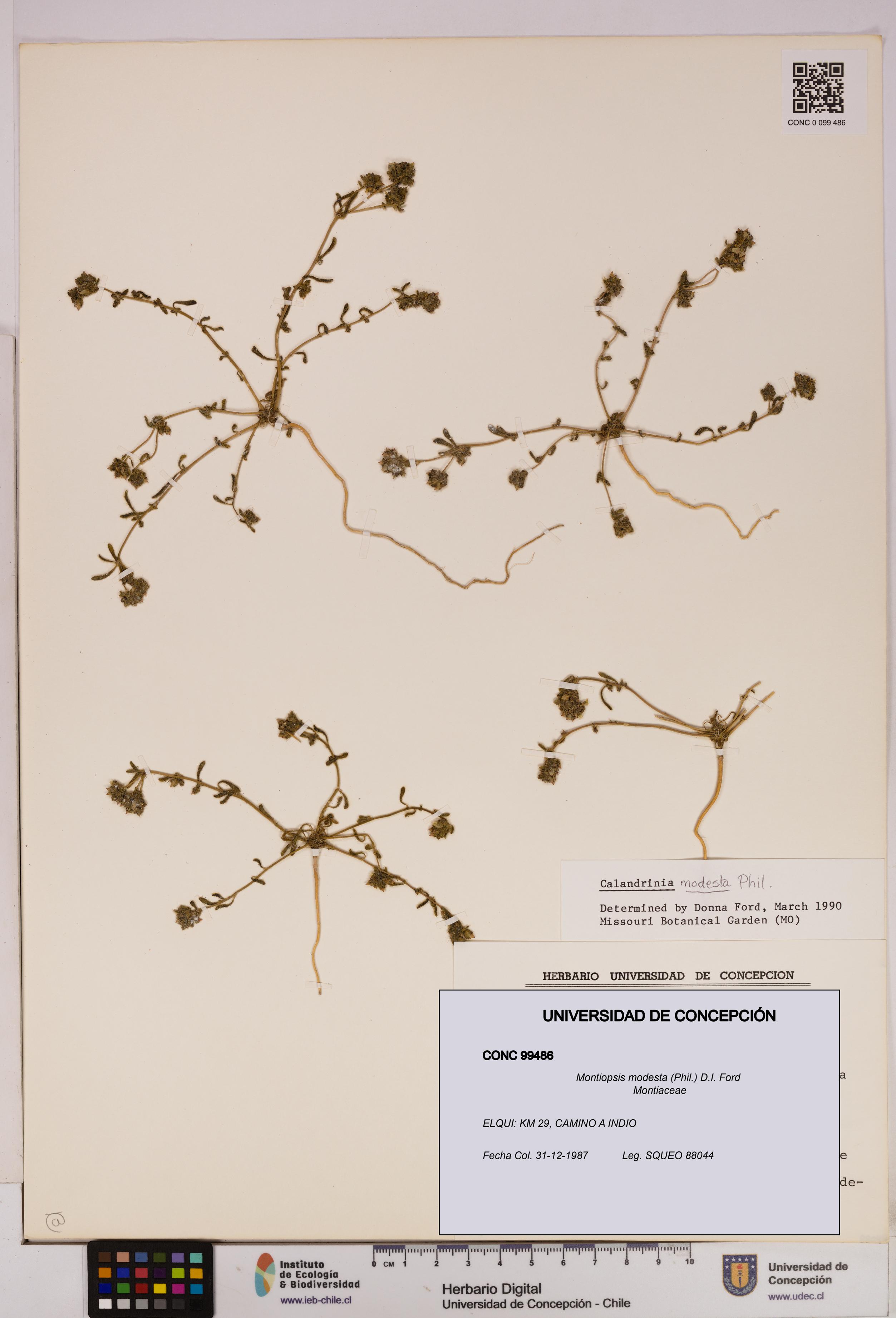 Montiopsis modesta [Espécimen: UDEC:CONC:0099486]