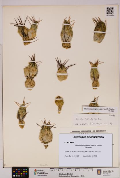 Maihueniopsis glomerata [Espécimen: UDEC:CONC:0099490]