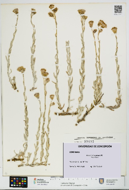 Senecio micropifolius [Espécimen: UDEC:CONC:0099493]