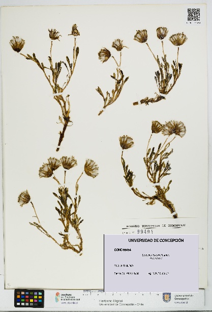 Senecio hickenii [Espécimen: UDEC:CONC:0099494]