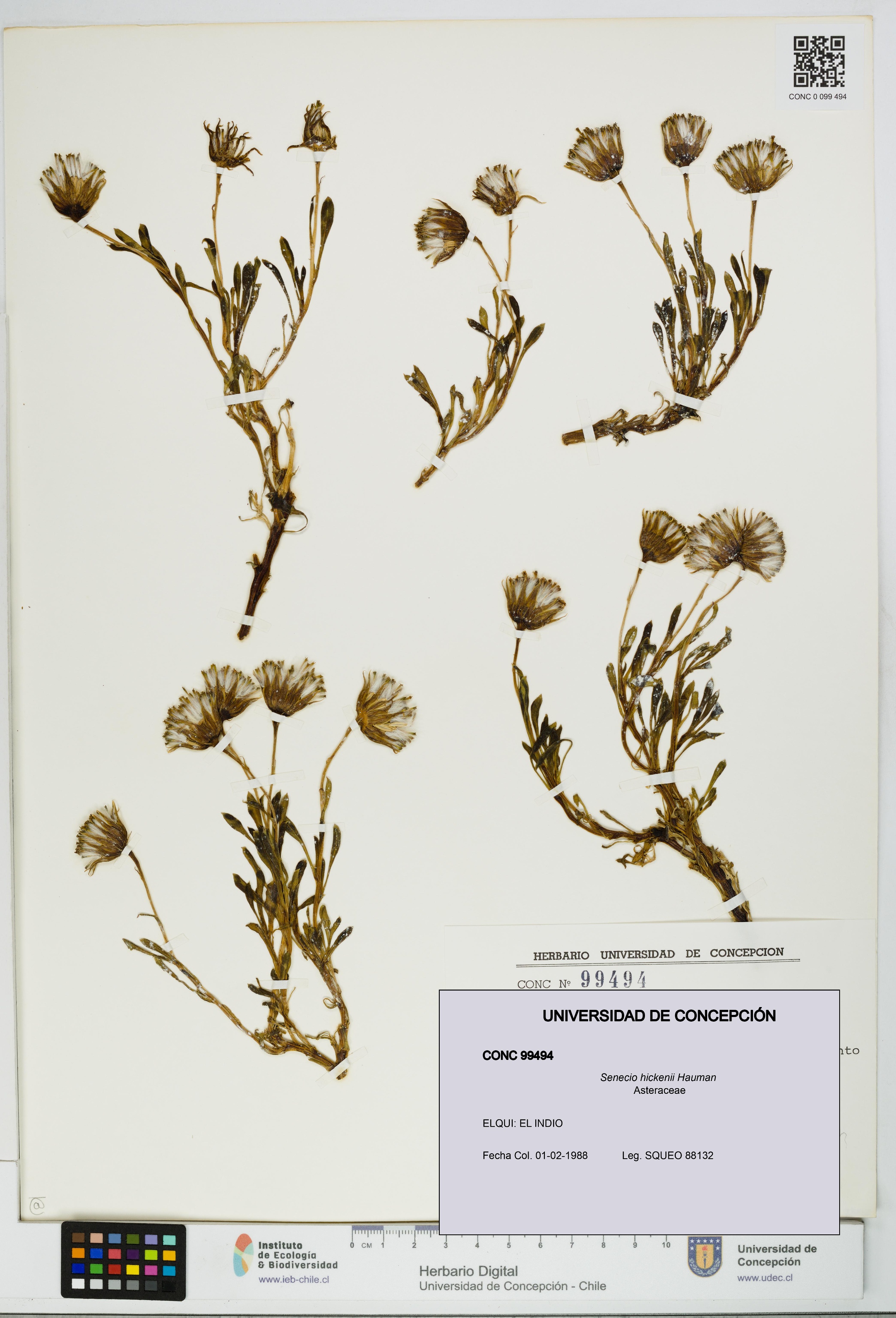 Senecio hickenii [Espécimen: UDEC:CONC:0099494]