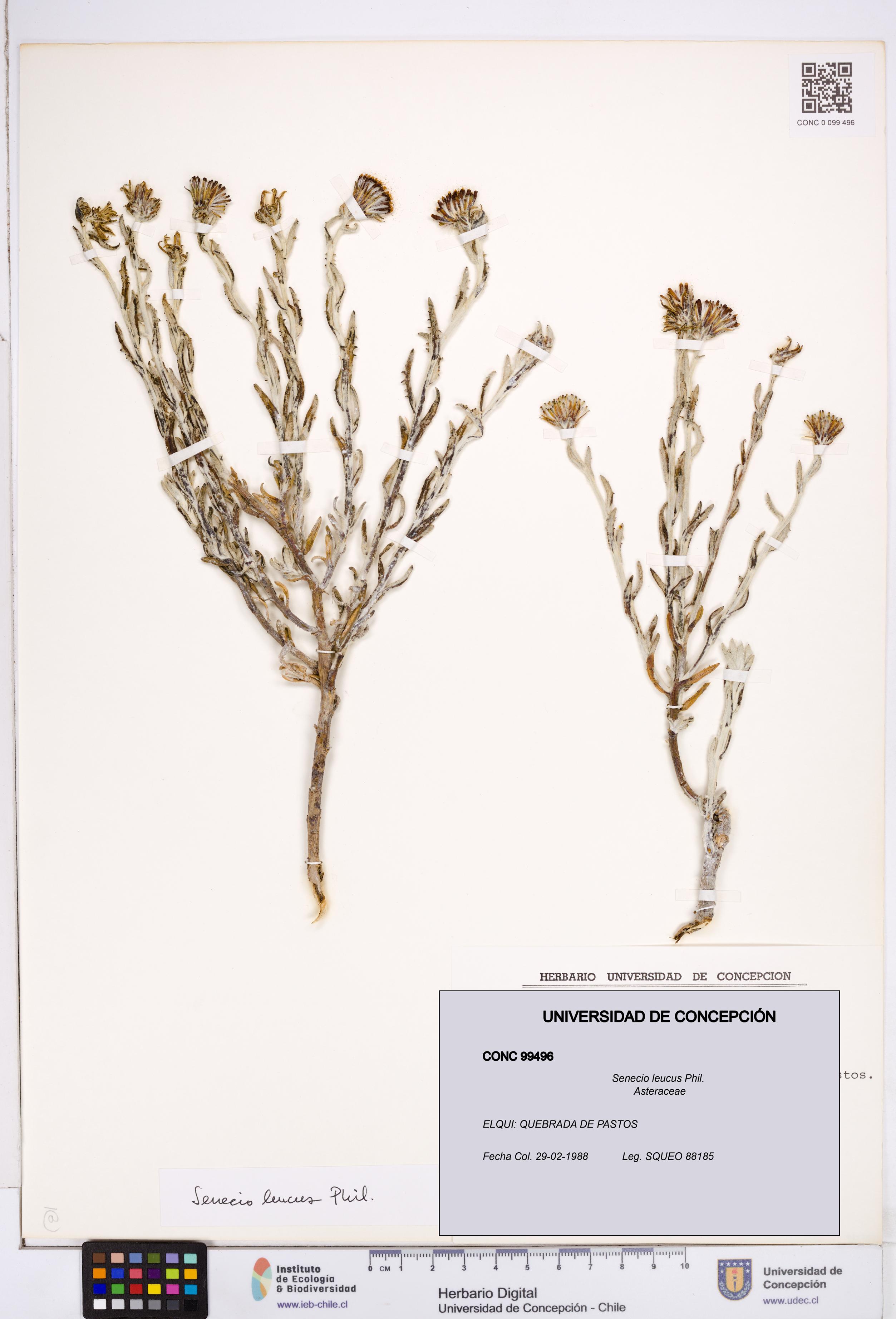 Senecio leucus [Espécimen: ]