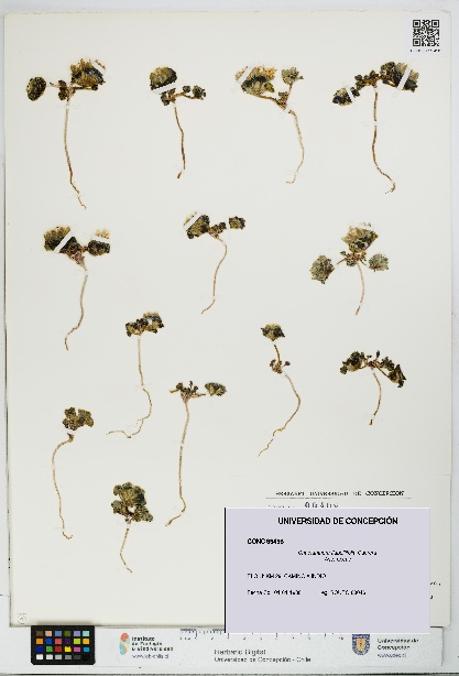 Chaetanthera flabellifolia [Espécimen: UDEC:CONC:0099498]