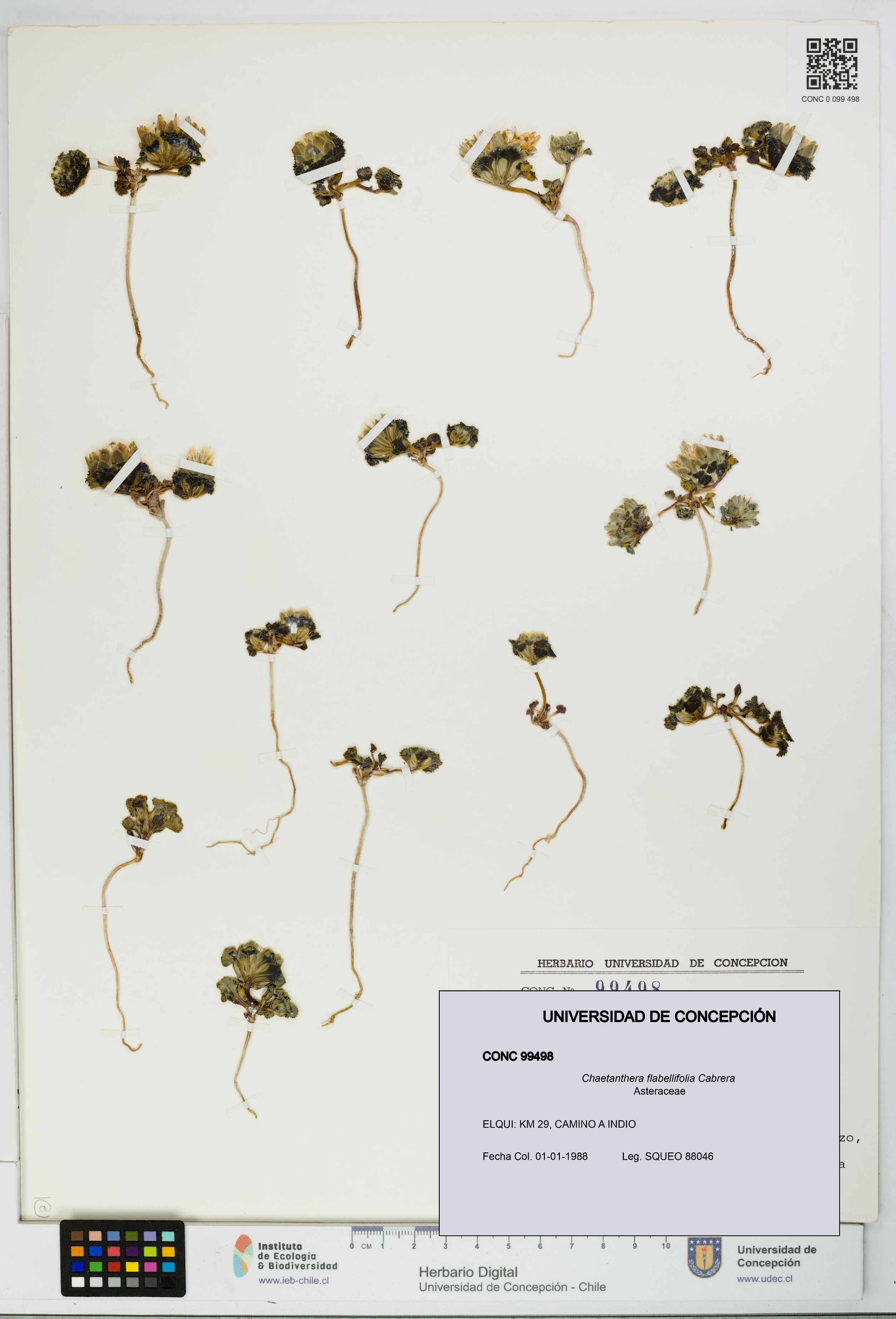Chaetanthera flabellifolia [Espécimen: UDEC:CONC:0099498]