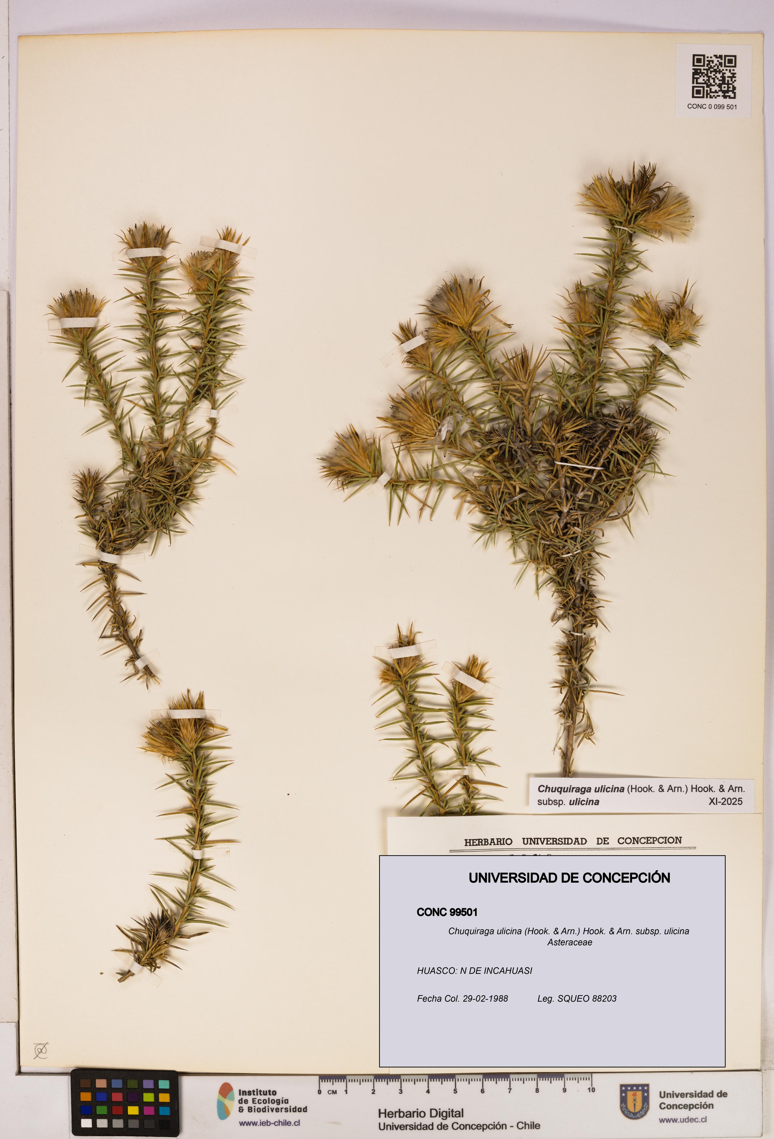 Chuquiraga ulicina subsp. ulicina [Espécimen: UDEC:CONC:0099501]