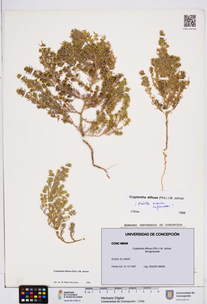 Cryptantha diffusa [Espécimen: ]