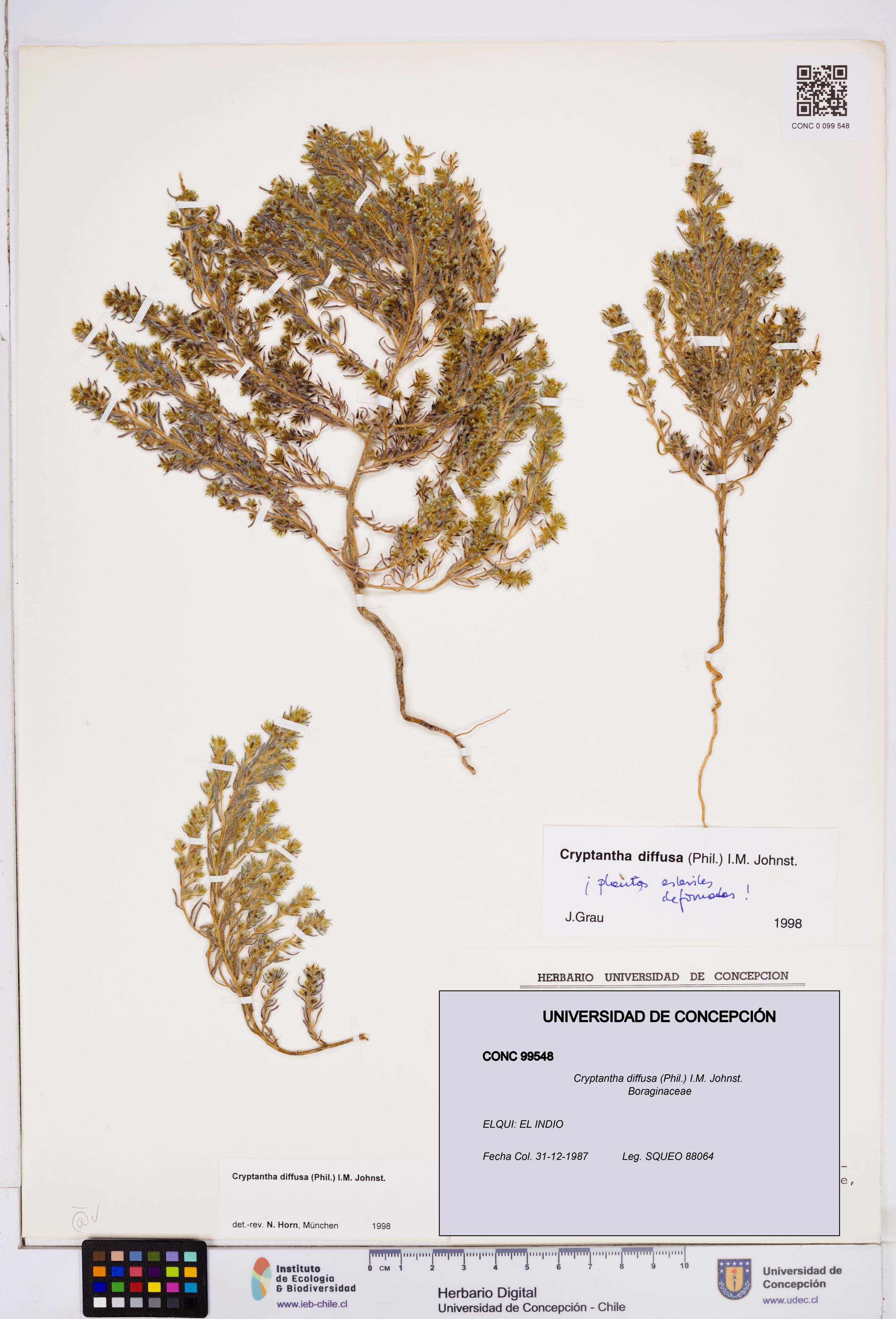 Cryptantha diffusa [Espécimen: ]