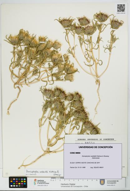 Doniophyton weddellii [Espécimen: UDEC:CONC:0099550]