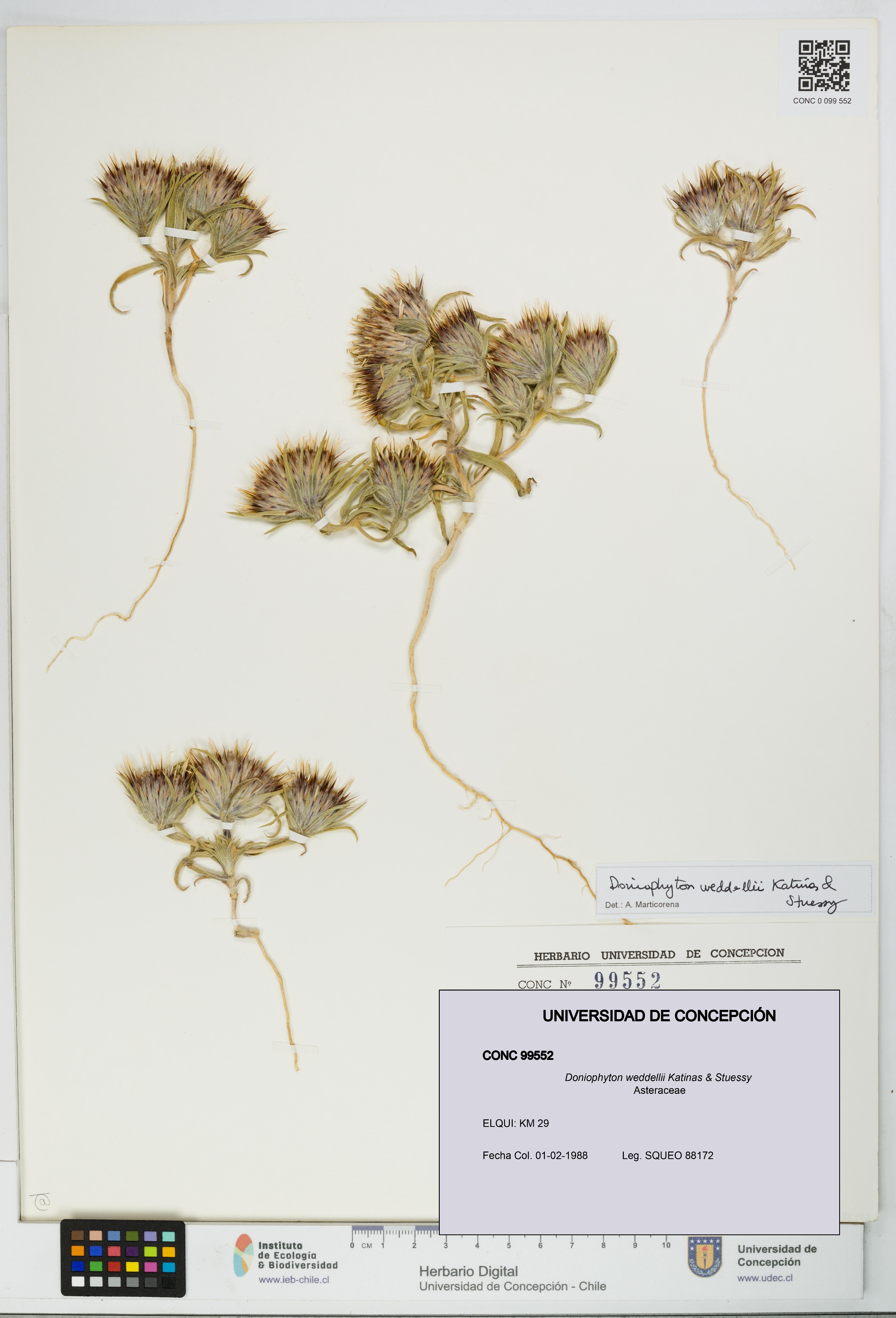 Doniophyton weddellii [Espécimen: UDEC:CONC:0099552]