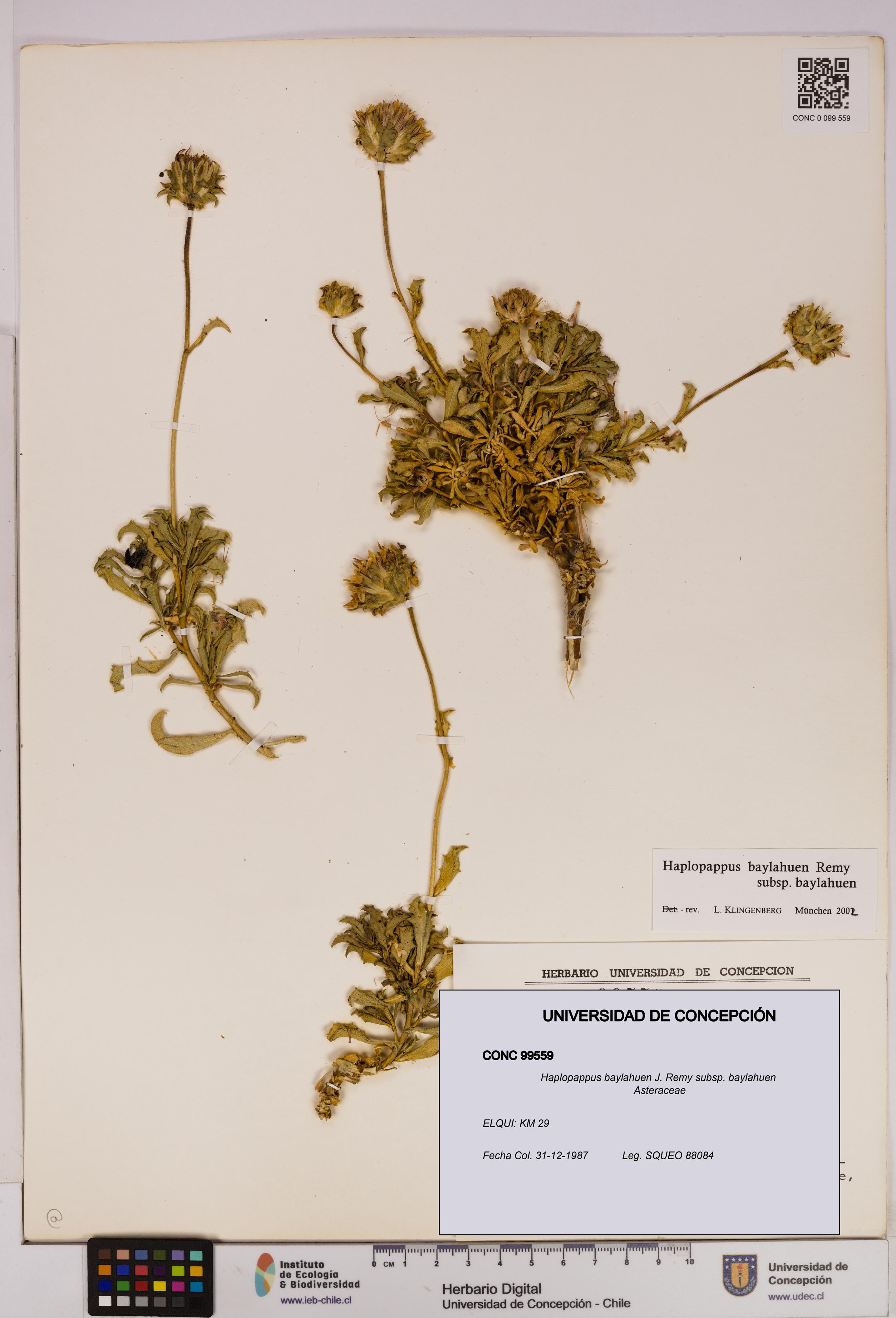 Haplopappus baylahuen subsp. baylahuen [Espécimen: UDEC:CONC:0099559]